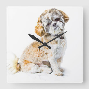 Shift-Tzu-Hund-Uhr Quadratische Wanduhr