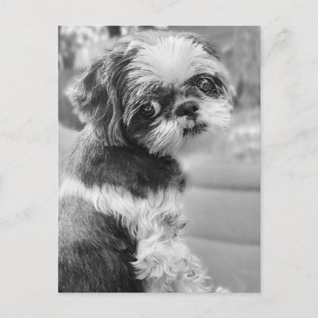 Shih Tau Girl Postcard Postkarte (Vorderseite)