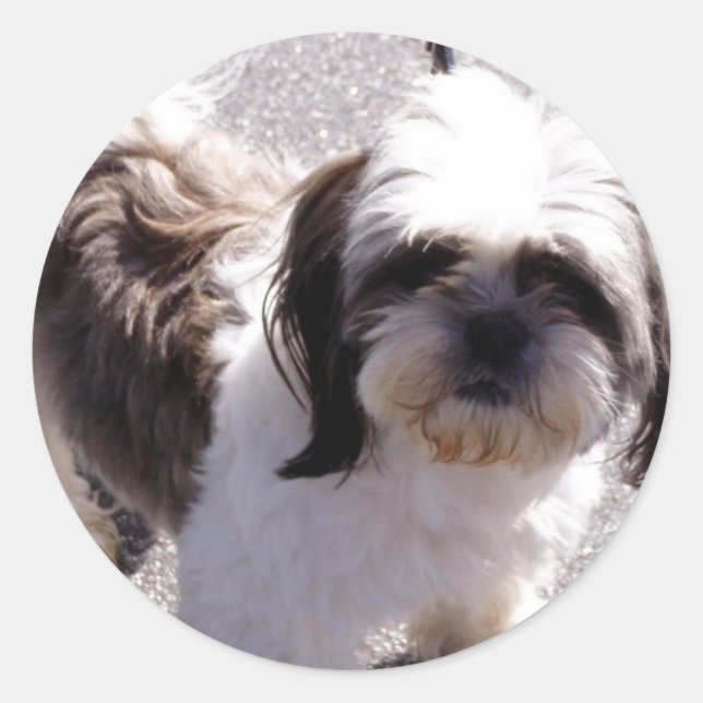 Shih Tsu Welppy Stickers (Vorderseite)