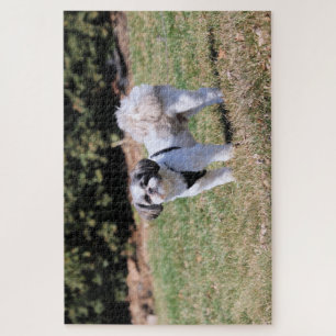 Shih Tzu