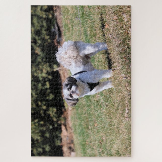 Shih Tzu (Vertikal)