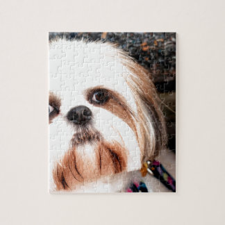 Shih Tzu