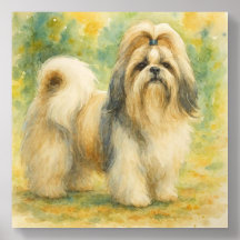 Shih Tzu