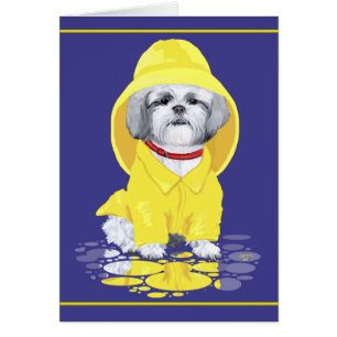 Shih Tzu April Showers