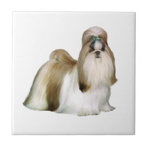 Shih Tzu (Ausstellungsstandard) Fliese
