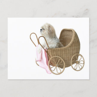 Shih Tzu baby Buggy Postkarte