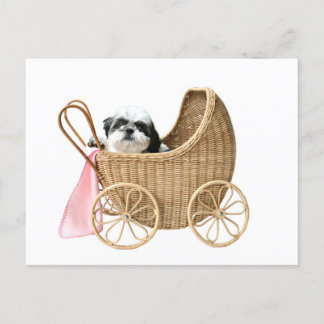 Shih Tzu baby Buggy Postkarte