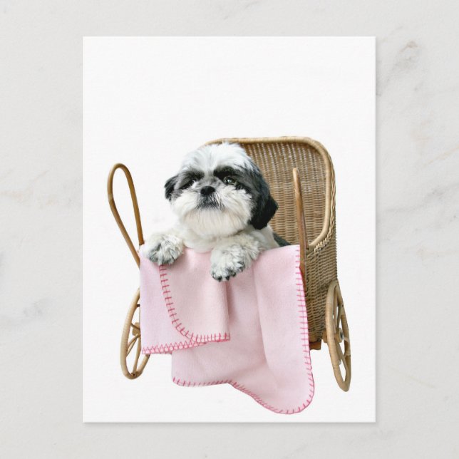 Shih Tzu baby Buggy Postkarte (Vorderseite)