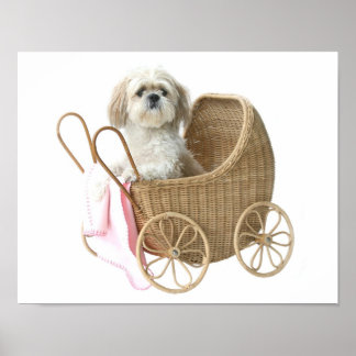 Shih Tzu-Babywagen Poster
