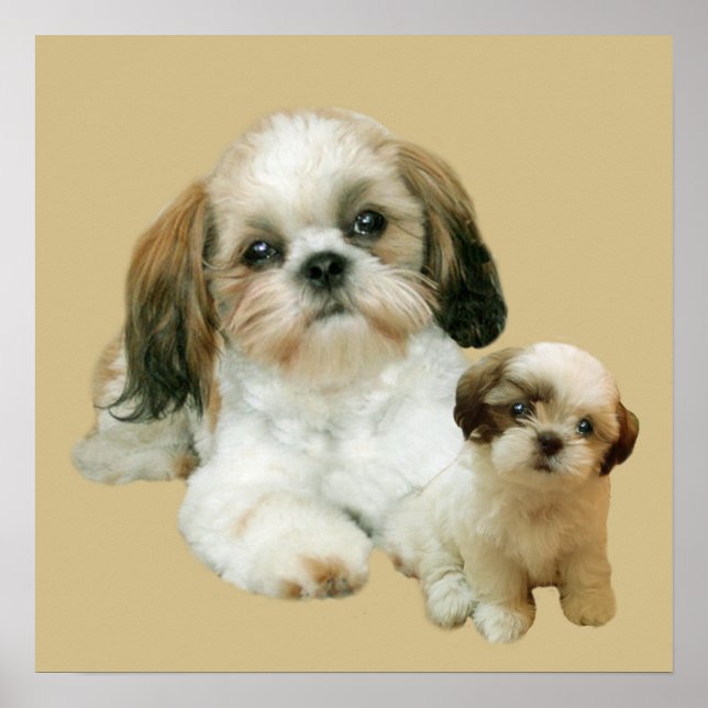 Shih Tzu Buddies Print Poster (Vorne)