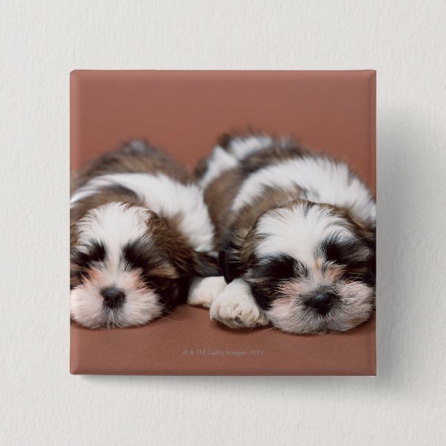 Shih Tzu Button (Vorderseite)