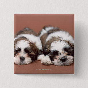 Shih Tzu Button