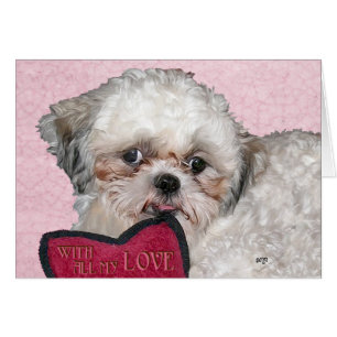 Shih Tzu Chien Vous Aime