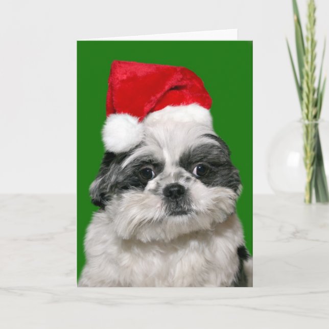 Shih Tzu Christmas Feiertagskarte (Vorderseite)