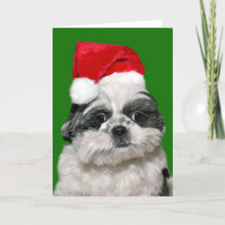 Shih Tzu Christmas Feiertagskarte