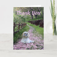 Shih Tzu danken Ihnen zu kardieren