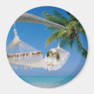 Shih Tzu, der heraus Magneten hängt Magnet