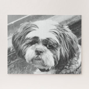 SHIH TZU DOG