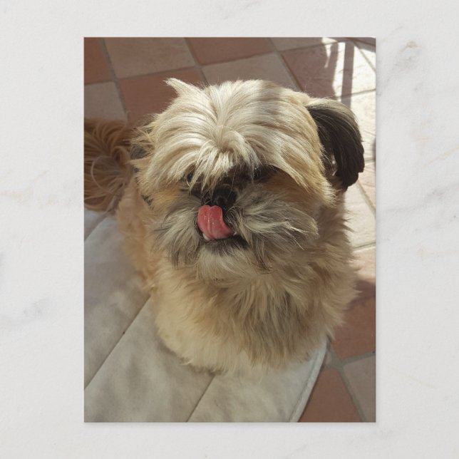 Shih Tzu Dog Ansichtskarte Postkarte (Vorderseite)