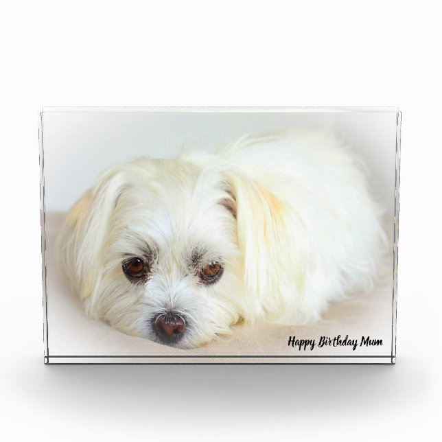Shih Tzu Dog Fotoblock (Vorderseite)