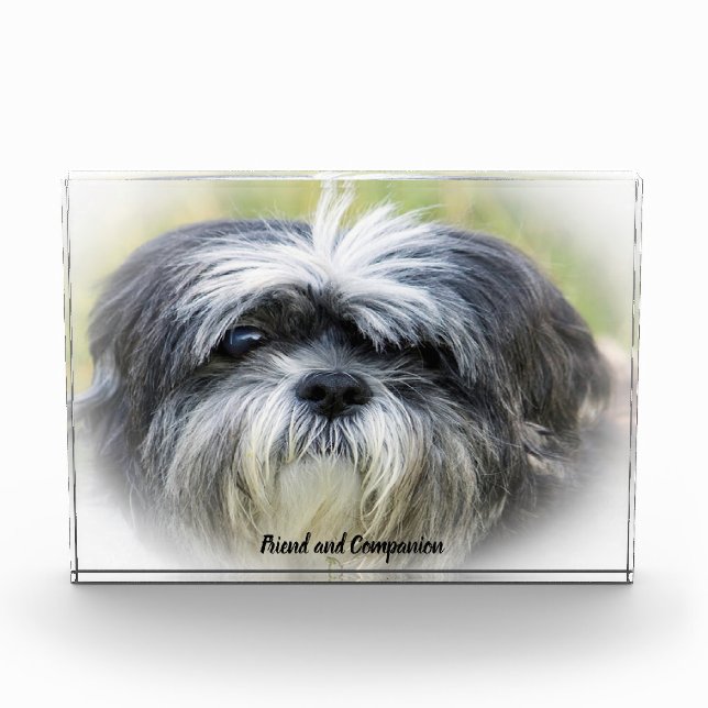 Shih Tzu Dog. Fotoblock (Vorderseite)