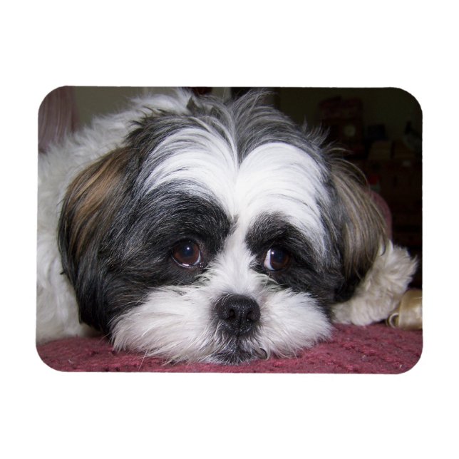Shih Tzu Dog Magnet (Horizontal)