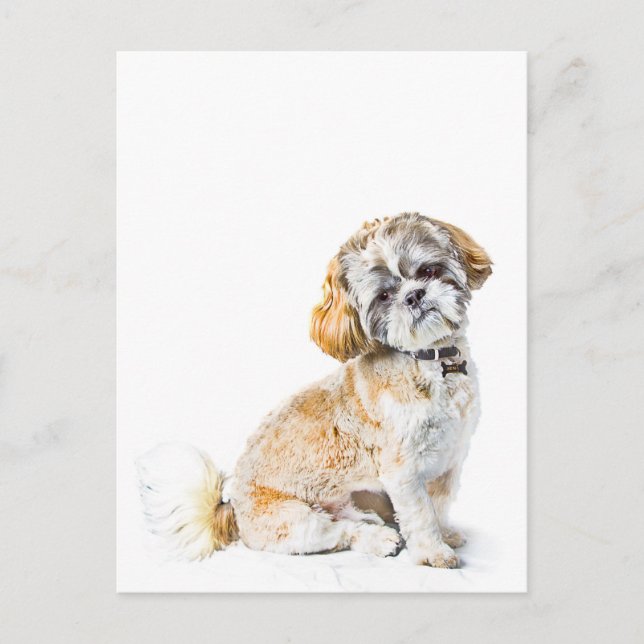 Shih Tzu Dog Postcard Postkarte (Vorderseite)