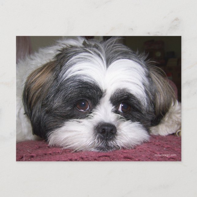 Shih Tzu Dog Postkarte (Vorderseite)