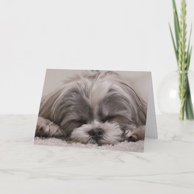 Shih Tzu Dog Sleeping Karte (Vorderseite)