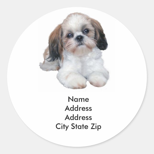 Shih Tzu Étiquette de adresse (Devant)