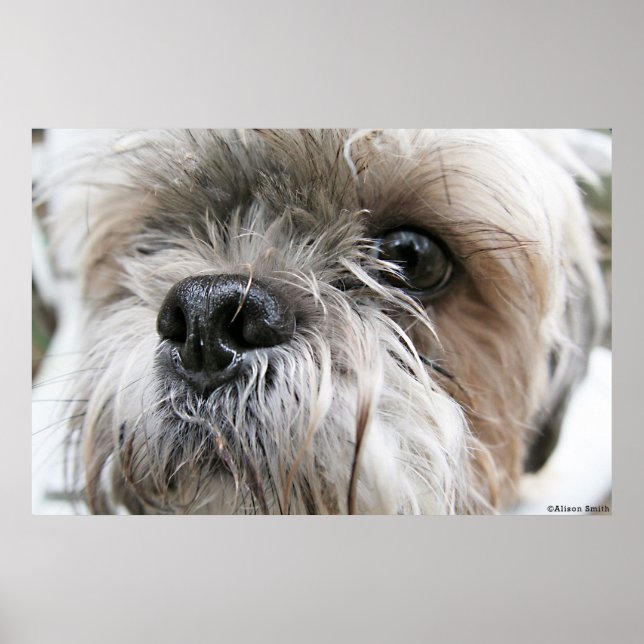 Shih Tzu Face Poster (Vorne)