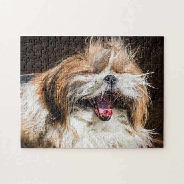 Shih tzu gähnend lachend lustig niedlich (Horizontal)