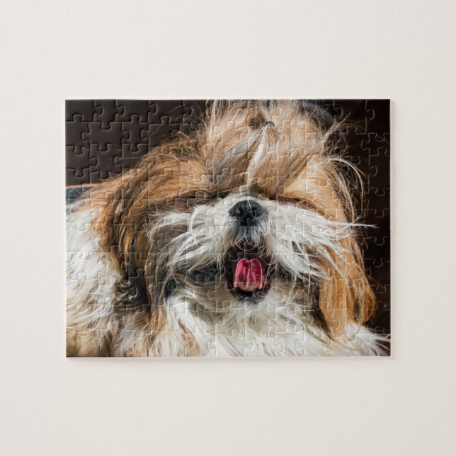 Shih tzu gähnende Zunge lustig niedlich (Horizontal)