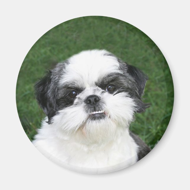Shih Tzu-Gesichtsmagnet Magnet (Vorne)
