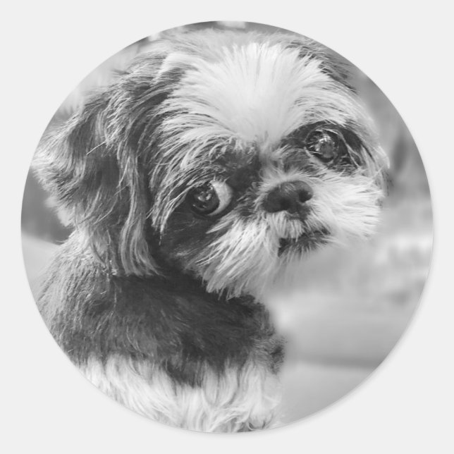 Shih Tzu Girl Black and White Stickers (Vorderseite)