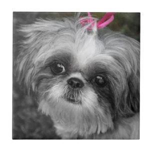 Shih Tzu Girl Keramik Tile Fliese