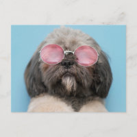 Shih Tzu Greetings Postcard