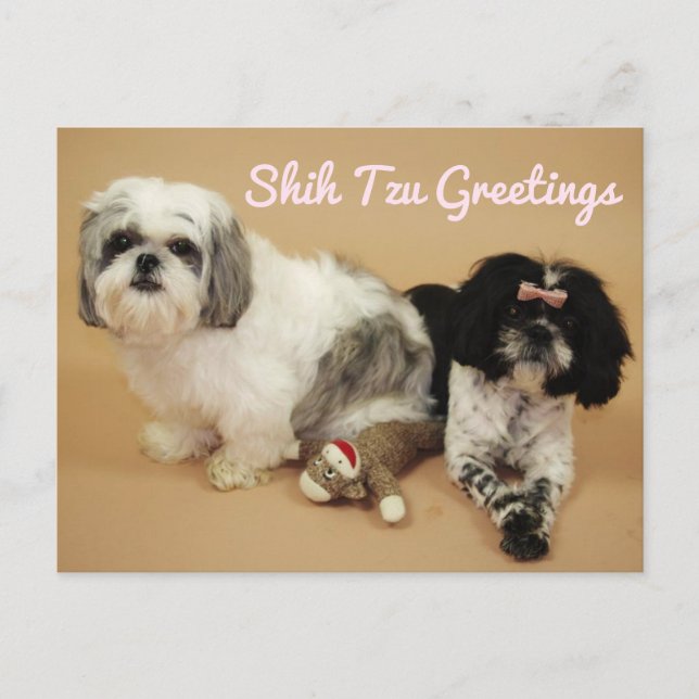 Shih Tzu Greetings Postkarte (Vorderseite)