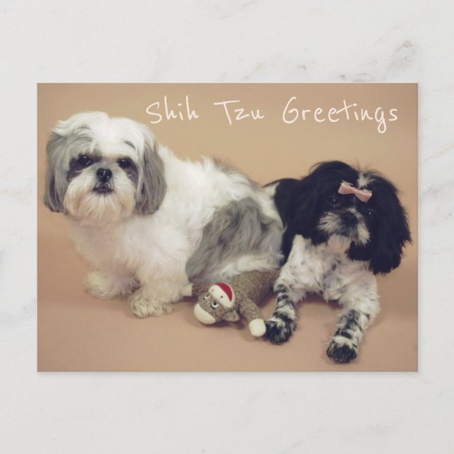 Shih Tzu Greetings Postkarte (Vorderseite)