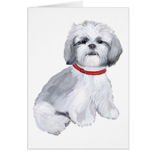 Shih Tzu Gris & Blanc