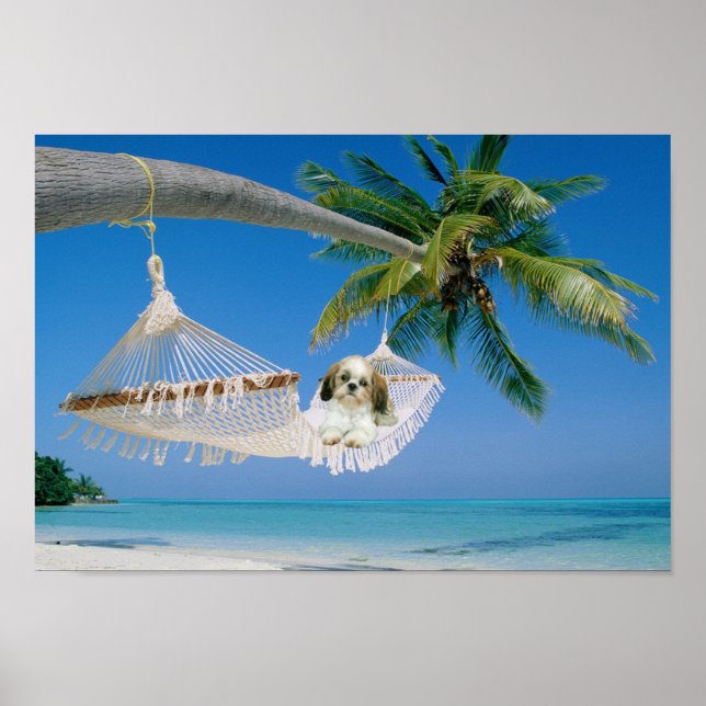 Shih Tzu hangout Poster (Vorne)