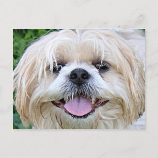 Shih Tzu Happy Face! Postkarte