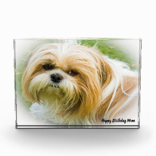 Shih Tzu Hund Fotoblock
