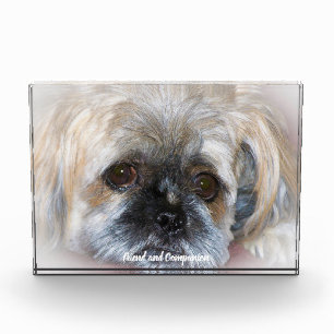 Shih Tzu Hund. Fotoblock