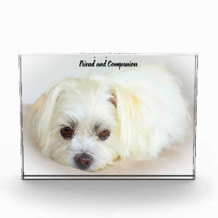 Shih Tzu Hund. Fotoblock