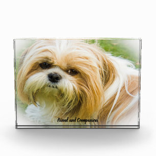 Shih Tzu Hund. Fotoblock