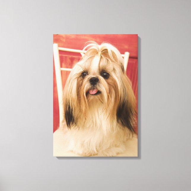 Shih-tzu-Hund Leinwanddruck (Vorderseite)