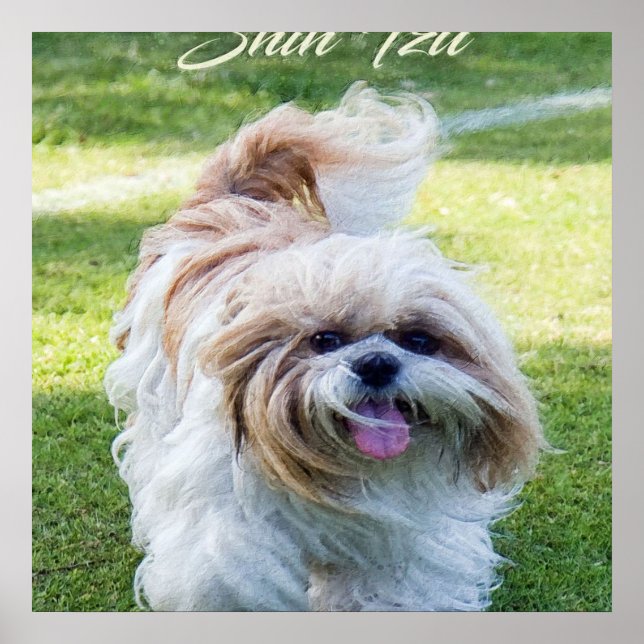 Shih Tzu Hund Poster (Vorne)