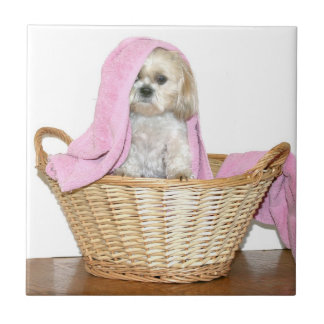 Shih Tzu im Wäschekorb Fliese