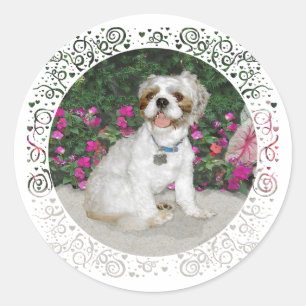 Shih Tzu in einer Gartenszene Runder Aufkleber